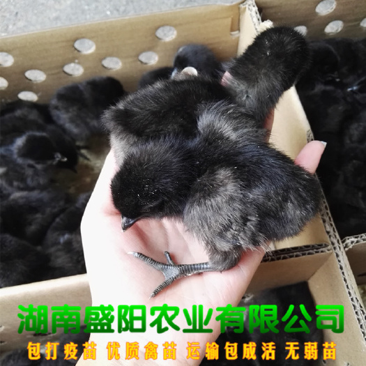 衡阳厂价直销黑羽快大黑鸡出壳鸡苗肉鸡苗出厂疫苗到位路上包运费成活