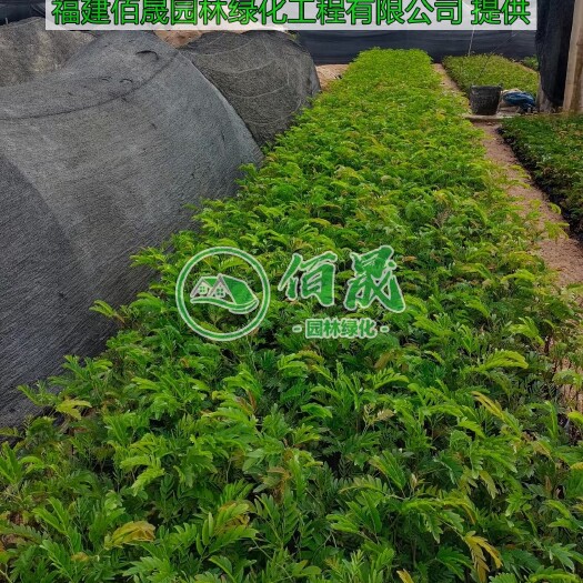 漳浦县红绒球、美洲合欢、红合欢、红绣球