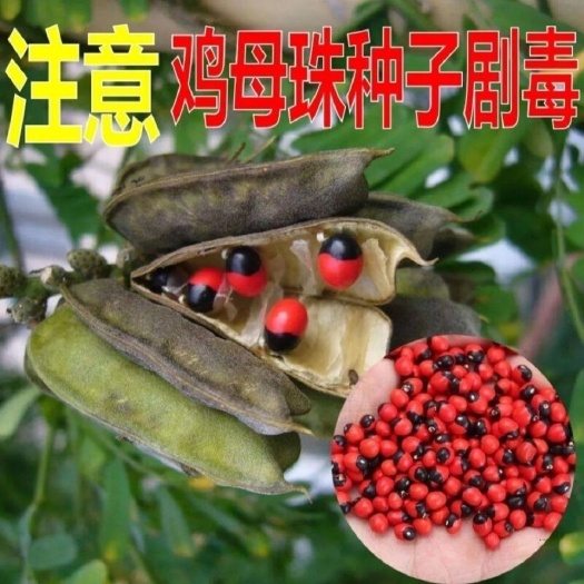 相思树种子 相思豆中药材孔雀豆红豆鸡母珠美人豆红珠木八重山黑