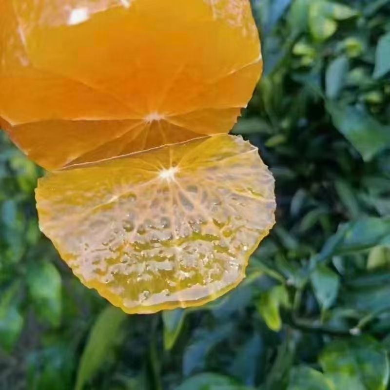 脐橙 重庆市重庆市奉节县