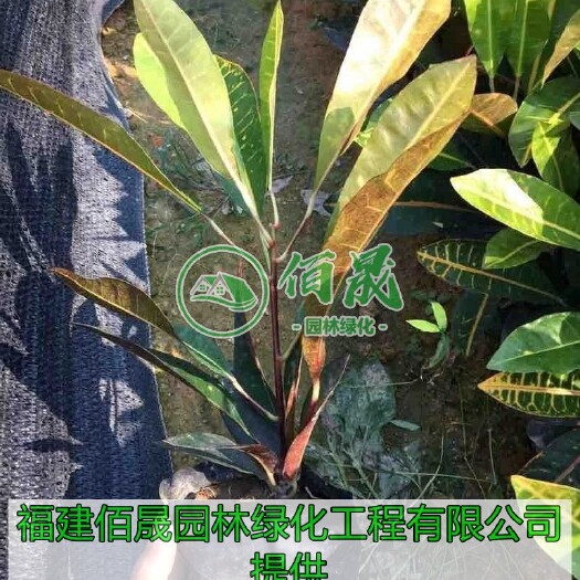 漳浦县变叶木、洒金榕