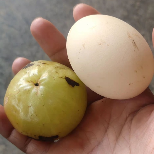 云县青橄榄苗 大品种橄榄