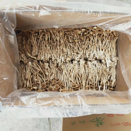 古田县茶树菇