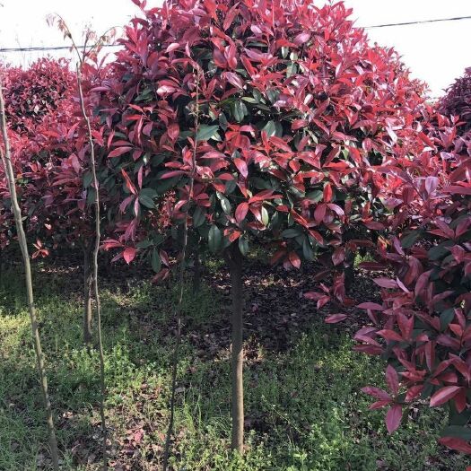 沭阳县 红叶石楠高杆