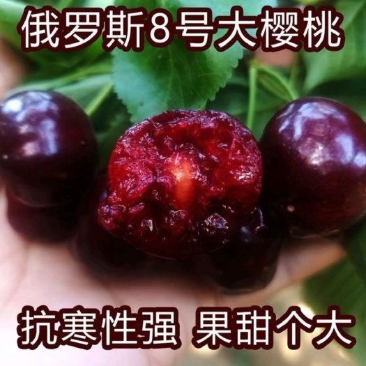 泰安俄罗斯8号樱桃苗 山东大樱桃苗基地