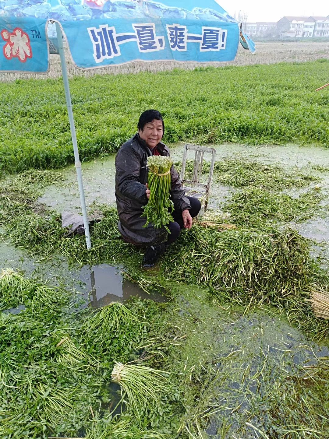 洪湖野生水芹菜