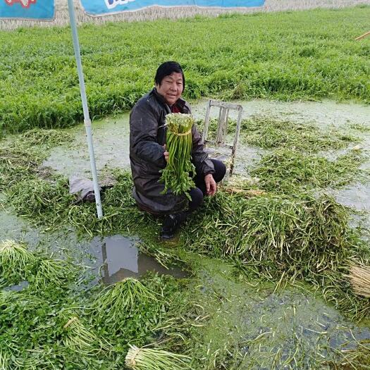 洪湖市洪湖野生水芹菜