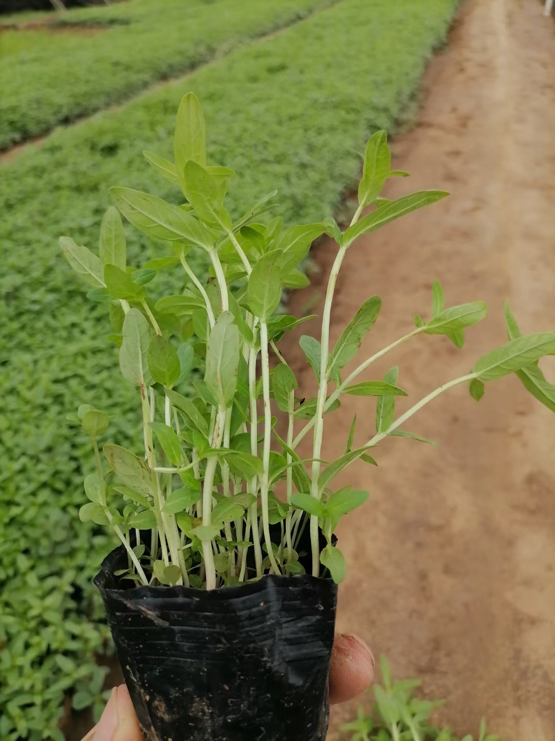 千屈菜  水生植物  基地直供  大量有货