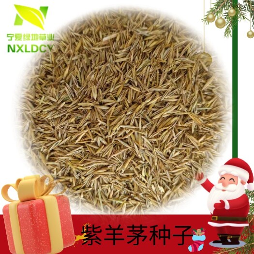 隆德县紫羊茅种子  优质牧草紫羊茅种子多年生护坡耐践踏可果园覆盖可水土保持