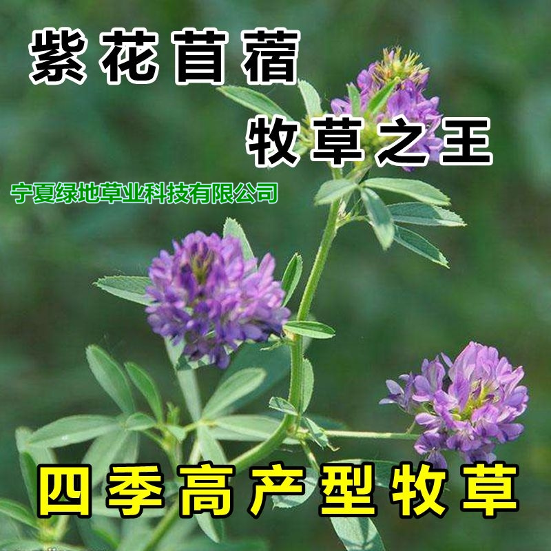 紫花苜蓿种子  牧草种子紫花苜蓿饲草养殖种草饲养草苜蓿牛羊马