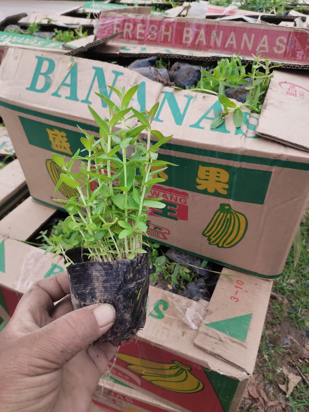 千屈菜  水生植物  基地直供  大量有货