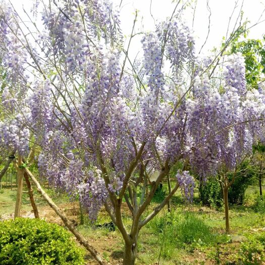 丰花紫藤 多花紫藤盆栽苗，紫藤苗紫罗兰庭院爬藤植物，全国包邮