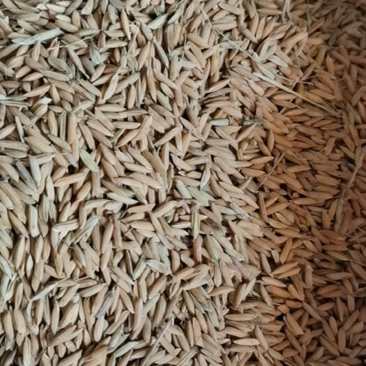 杂交稻 优质自家种一季稻