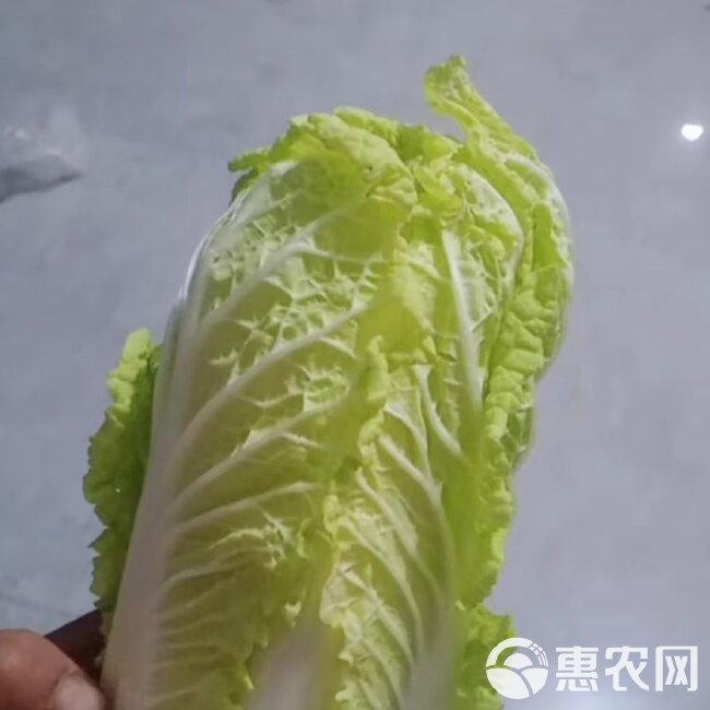 黄心娃娃菜   娃娃菜毛菜，预售中，价格随行，诚实守信