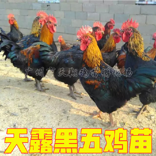 广州土鸡苗   温氏天露黑鸡苗黑1.8黑二黑三黑四，黑母苗，厂家