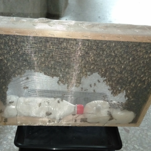容县中华蜜蜂  中蜂蜂群蜜蜂笼蜂3600蜂十开产蜂王十1个巢脾
