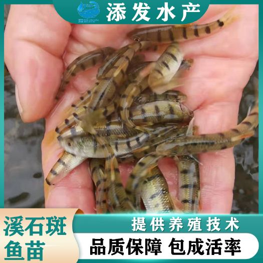 广州淡水石斑鱼苗  光唇鱼苗 溪石斑鱼苗 网纹石斑鱼苗批发