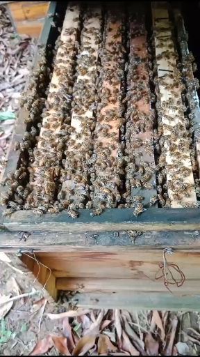 安溪县中华蜜蜂   中蜂我们是合作社质量有保障。