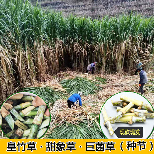 罗甸县皇竹草种子  新型皇竹草多年生皇竹草种节甜象草巨菌草金银草种