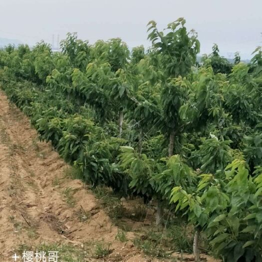 大连金州大樱桃苗  大连樱桃树苗出售