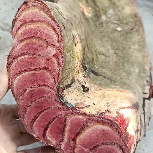 贵港 鸡血藤