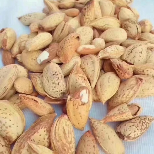 广州 巴旦木，现货供应