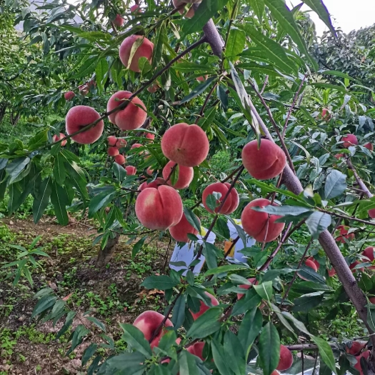 曲靖桃树苗  冬桃苗 雪桃苗  黄金蜜一号 基地供应 薄利多销