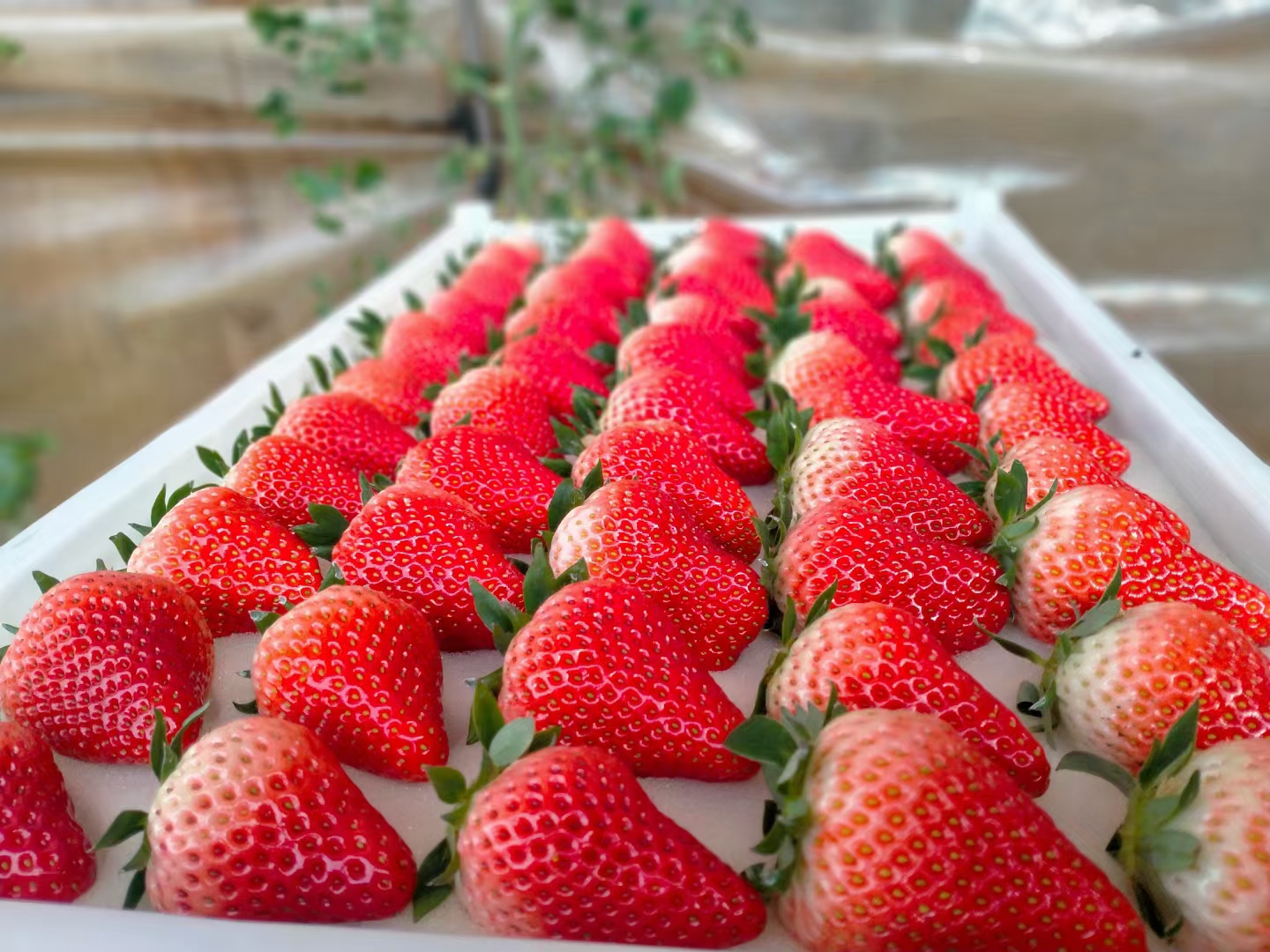 辽阳县甜查理草莓 草莓