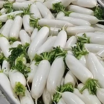 尚义县河北张家口尚义县大青沟白萝卜大量上市中，产地直销欢迎咨询选购