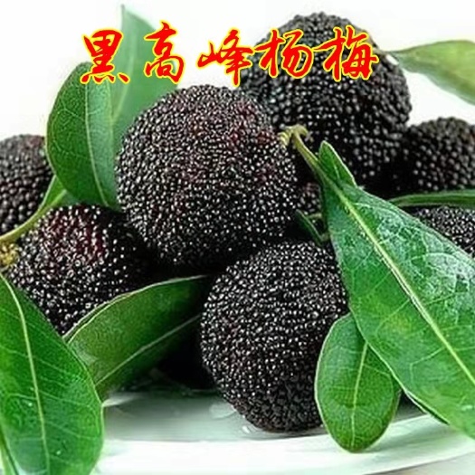 平邑县黑高峰杨梅树苗 优质嫁接苗 现挖保湿发货  全国包邮
