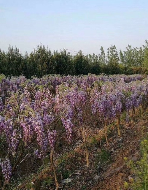 日本丰花紫藤 多花紫藤盆栽苗，紫藤苗紫罗兰庭院爬藤植物