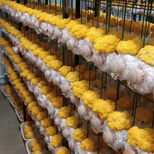 金耳菌种菌包金耳菌种菌包西峡县科达菌种厂