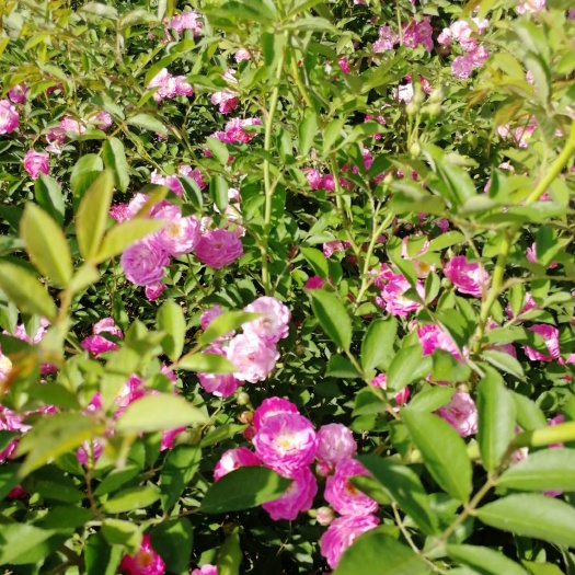 沭阳县大量出售红花蔷薇花苗，不带土球裸根发货，货源充足，可整车发