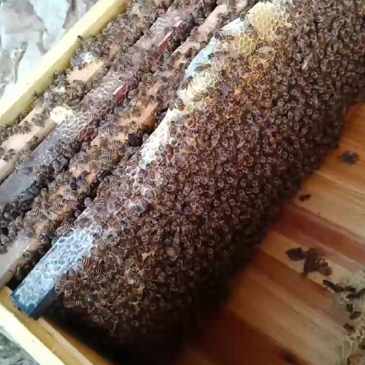 安溪县中华蜜蜂  中蜜蜂  中蜜蜂  中蜂我们是合作社质量有保障。