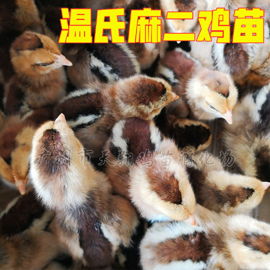 广州土鸡苗   温氏清远麻鸡苗温氏麻三红玉三号天露麻五老麻六麻七