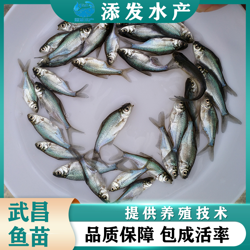 广州广东苗场直销优质武昌鱼苗 武昌边鱼苗 鳊鱼苗质量保证成活率高