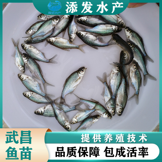广州广东苗场直销优质武昌鱼苗 武昌边鱼苗 鳊鱼苗质量保证成活率高