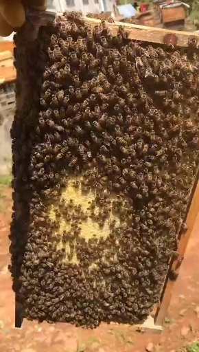 安溪县中华蜜蜂  蜜蜂  中蜂我们是合作社质量有保障。