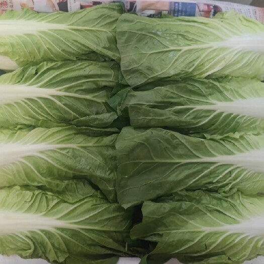 青油麦 云南省陆良县龙云农业发展有限公司出售精品优质无公害蔬菜，