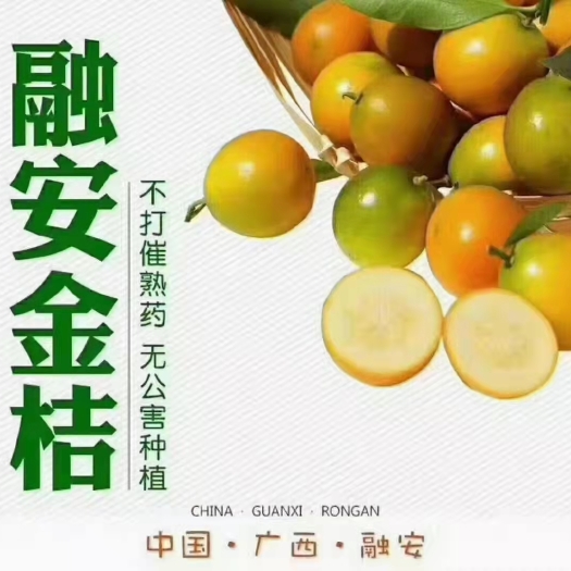 融安县 融安滑皮金桔