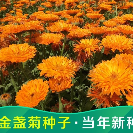 郑州 金盏菊种子四季长青花种子孑大金盏花种子长生菊花籽四季花草庭院
