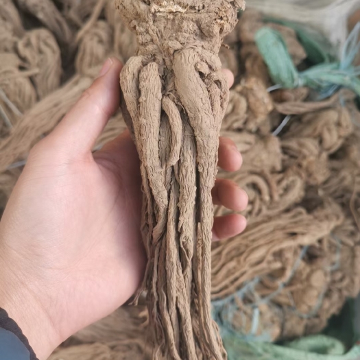 漳县 当归  岷当归