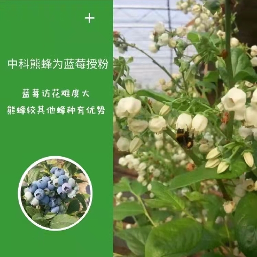 广饶县蓝莓授粉熊蜂 公司大，年产十万箱，质量有保证！为您优中选优