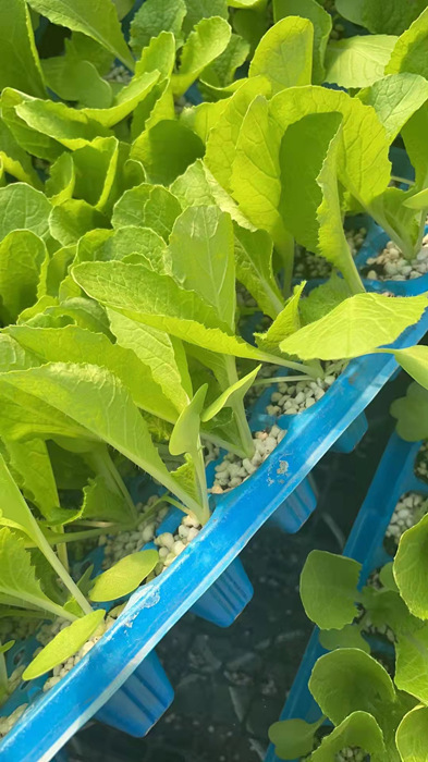 白菜苗 吉锦大白菜苗 黄芯白菜苗 5-6斤耐抽薹 越冬早春茬