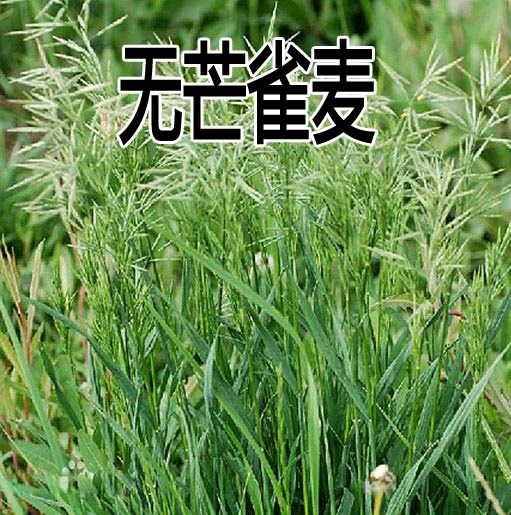 无芒雀麦种子多年生耐寒四季牧草籽养殖畜禽牛羊猪驴鸡鹅兔鱼草