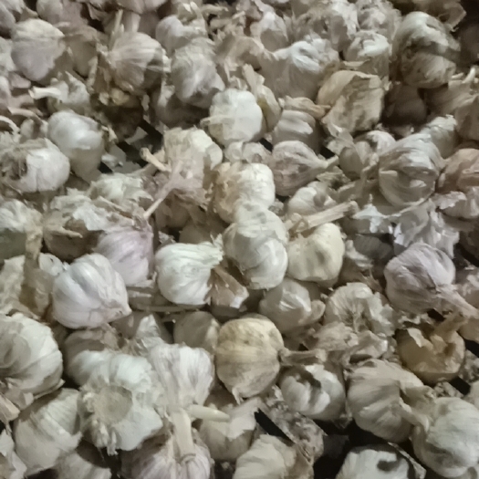 东营 出售库存积压大蒜有点长牙