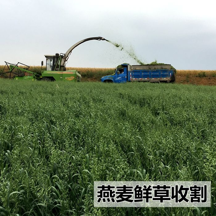 燕麦种子边锋燕麦牧草种子产量饲料高营养 热卖春秋季种植