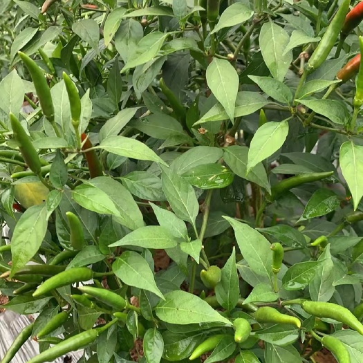 合浦县小米椒 米椒