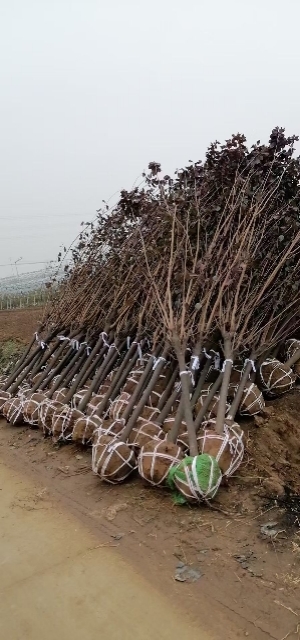 沭阳县速生红叶李  速生紫叶李树苗红叶李树苗大小苗行道树绿化工程专