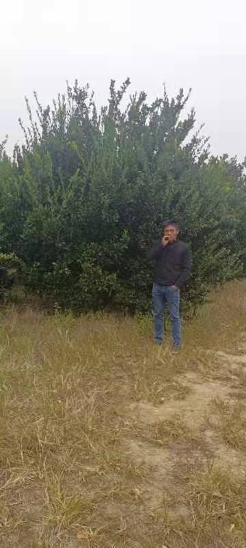 全州县柑橘树， 小叶香泡，南丰蜜桔树  产地直发，品质保证